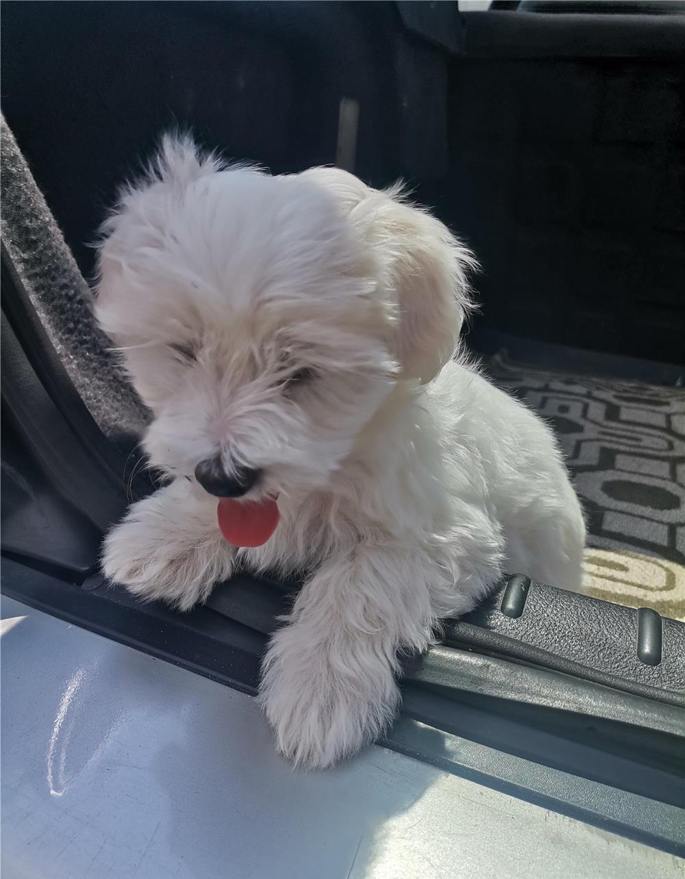 Căței Bichon Maltez de vânzare