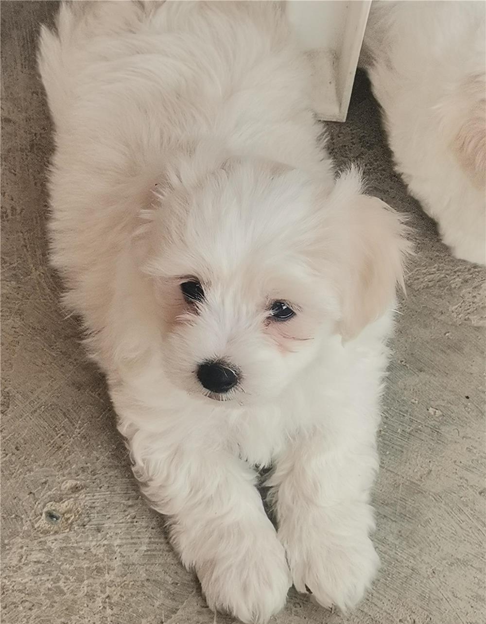 Căței Bichon Maltez de vânzare