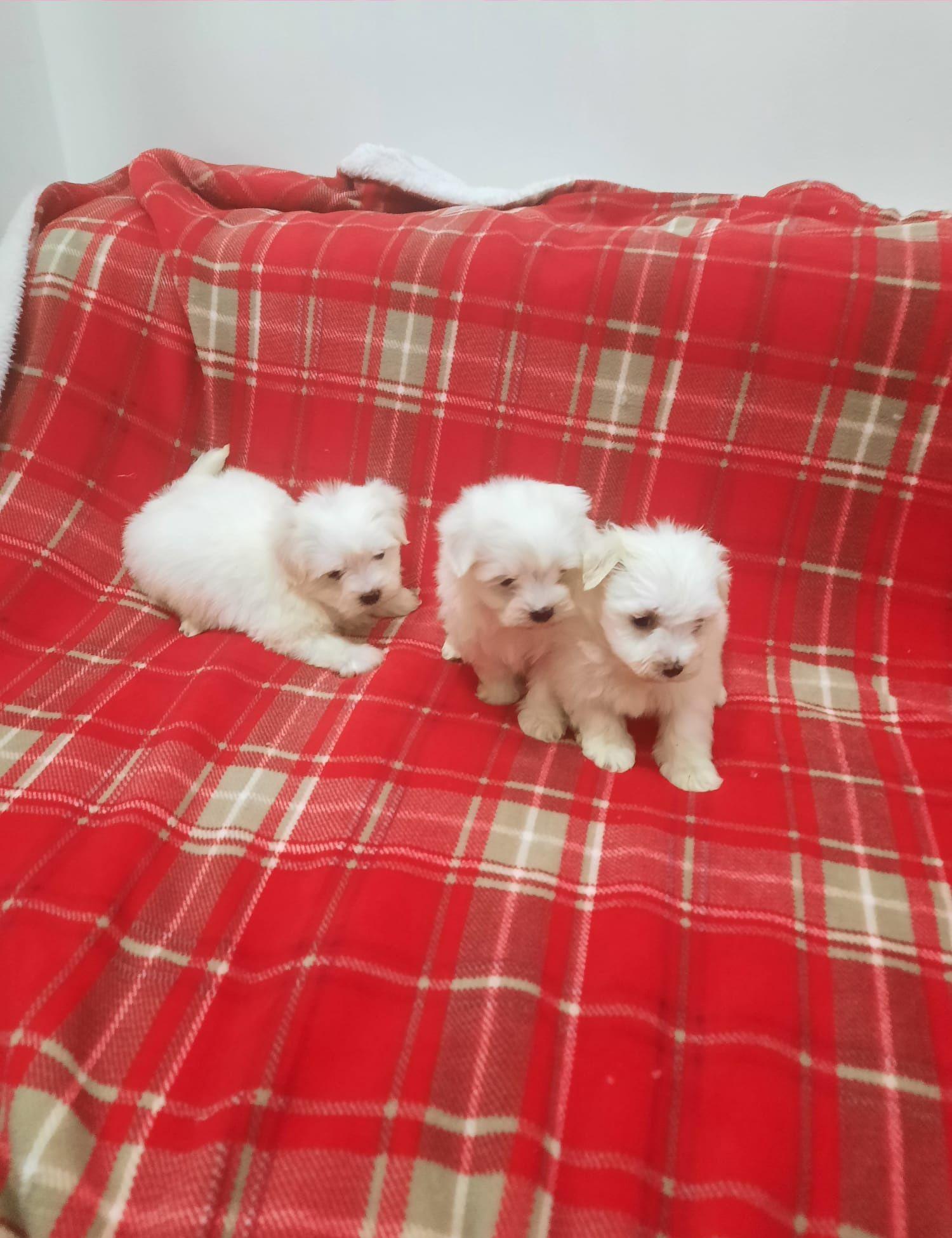 Catei bichon mini toy!