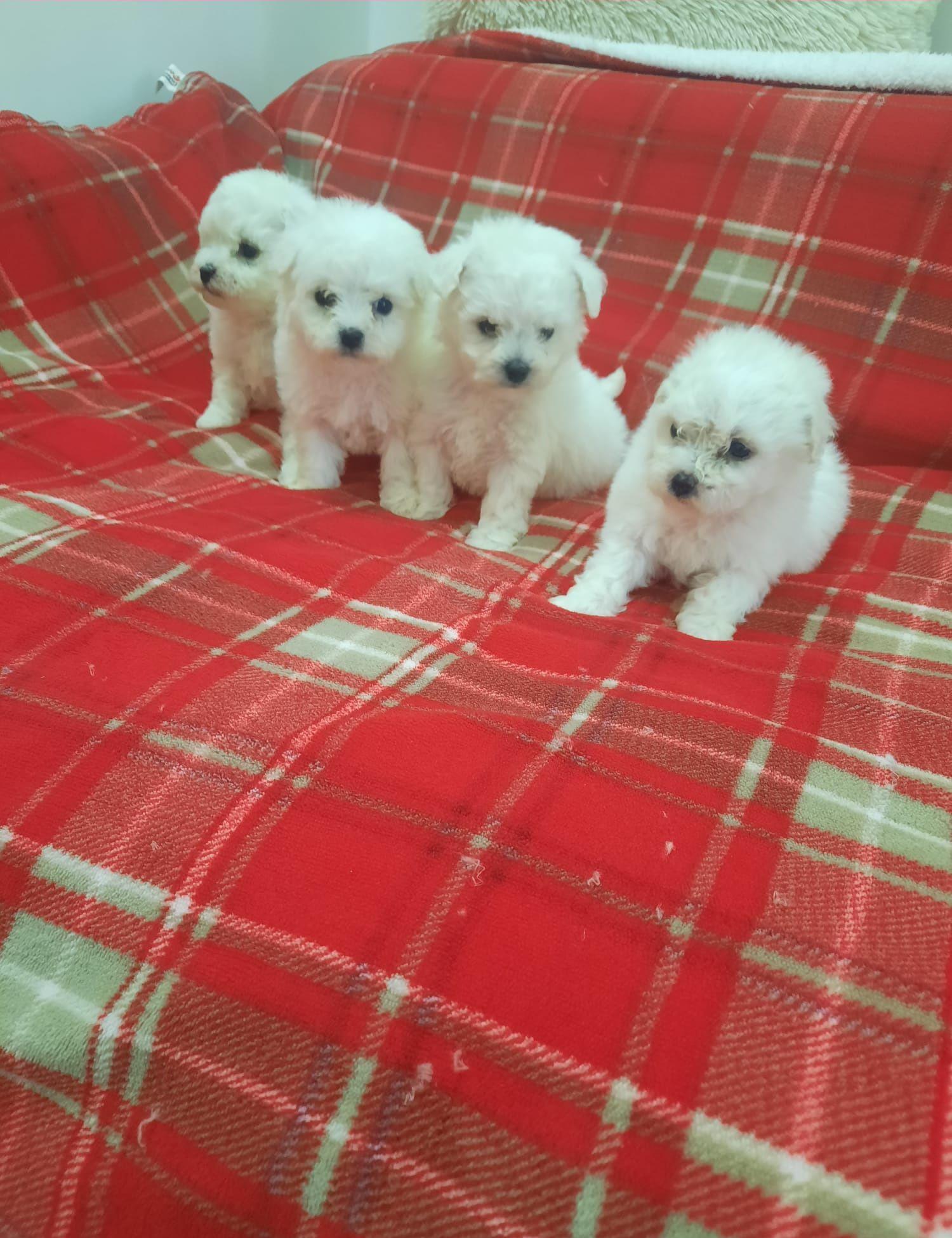 Catei bichon mini toy!