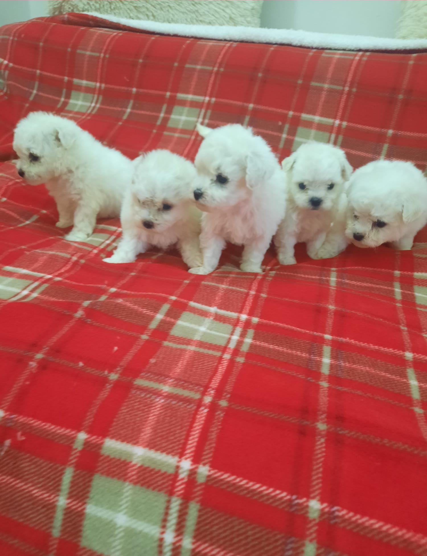 Catei bichon mini toy!
