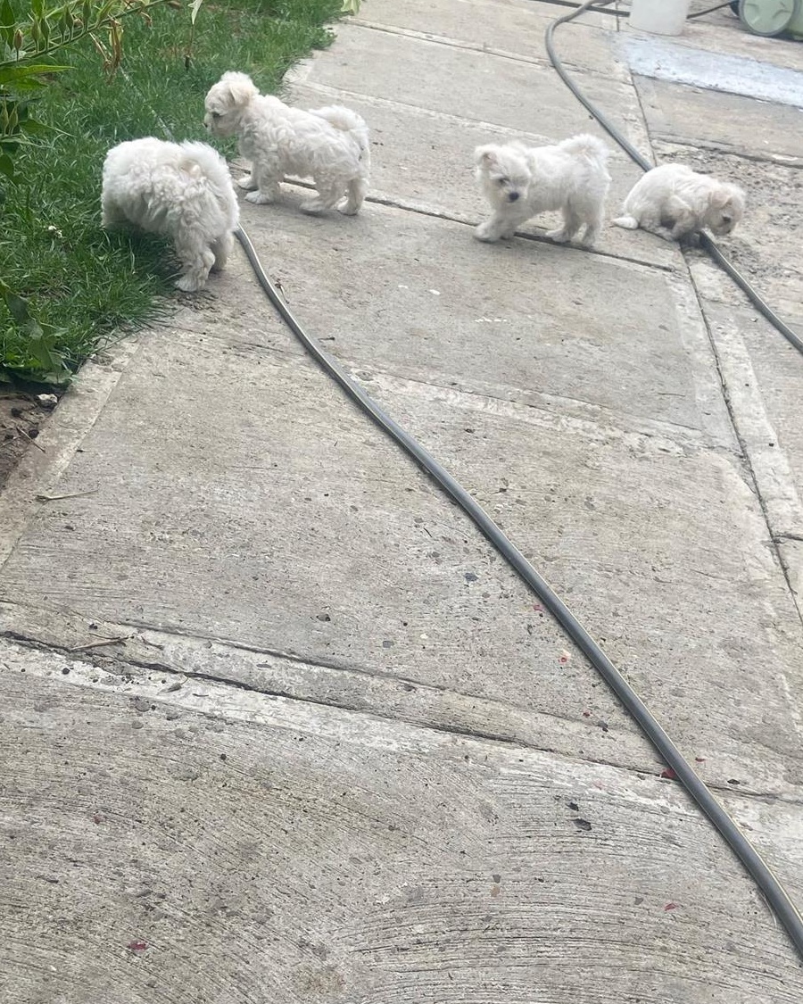 Căței Bichon rasa pura