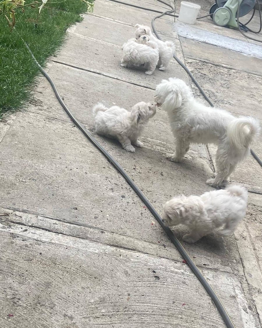 Căței Bichon rasa pura