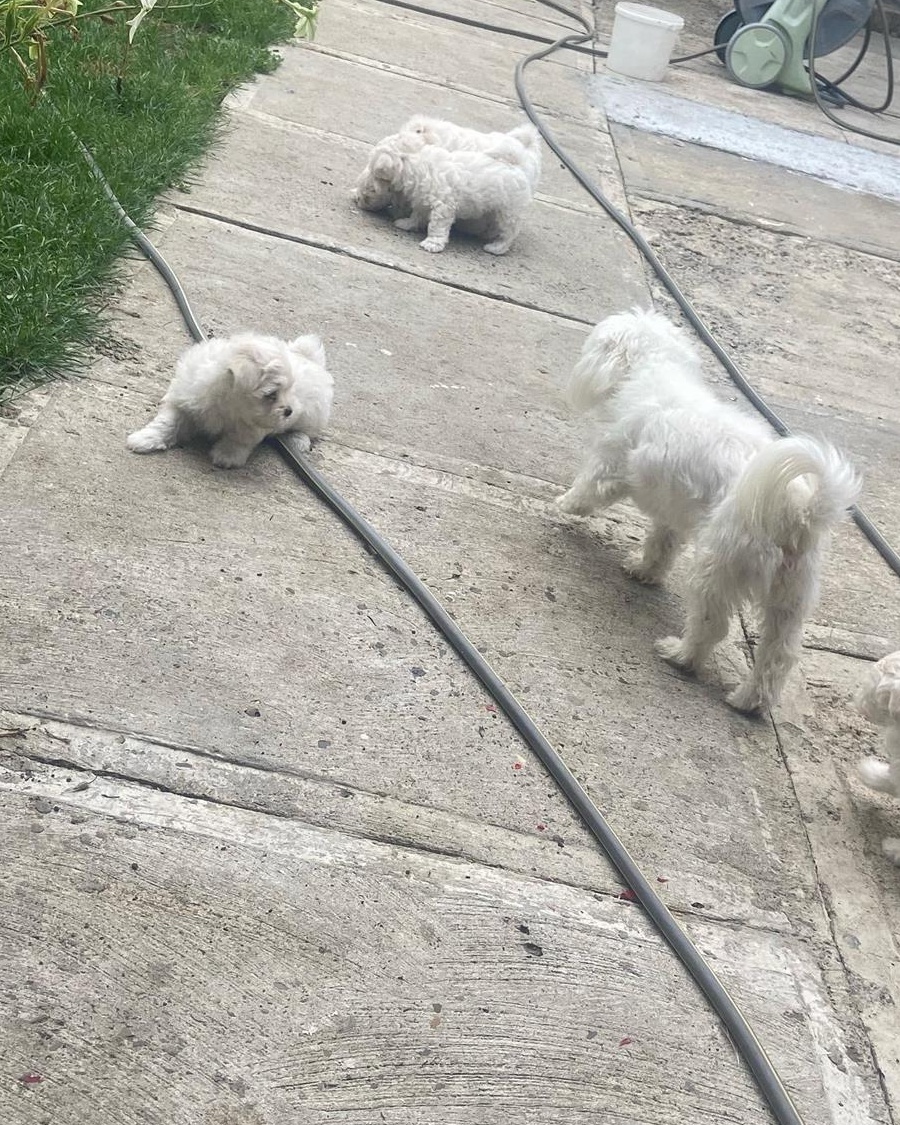 Căței Bichon rasa pura