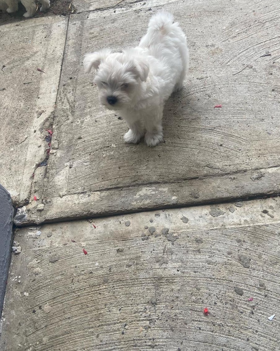 Căței Bichon rasa pura