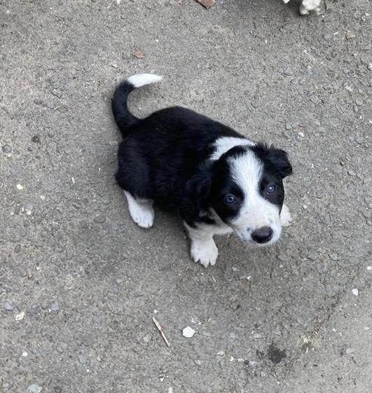 Căței BORDER COLLIE - rasă pură 100%