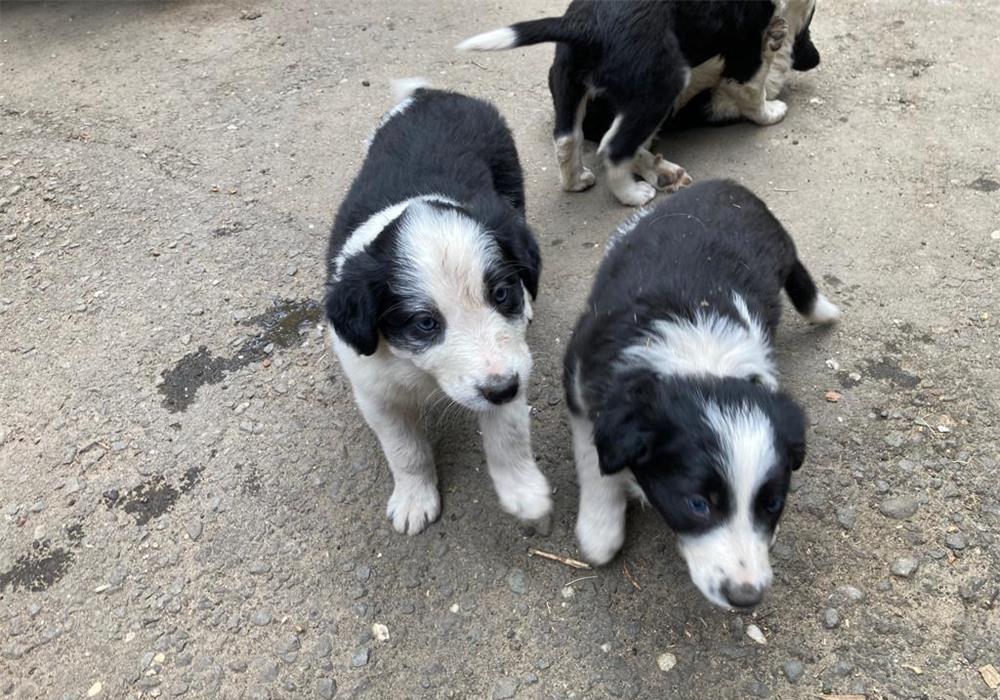 Căței BORDER COLLIE - rasă pură 100%