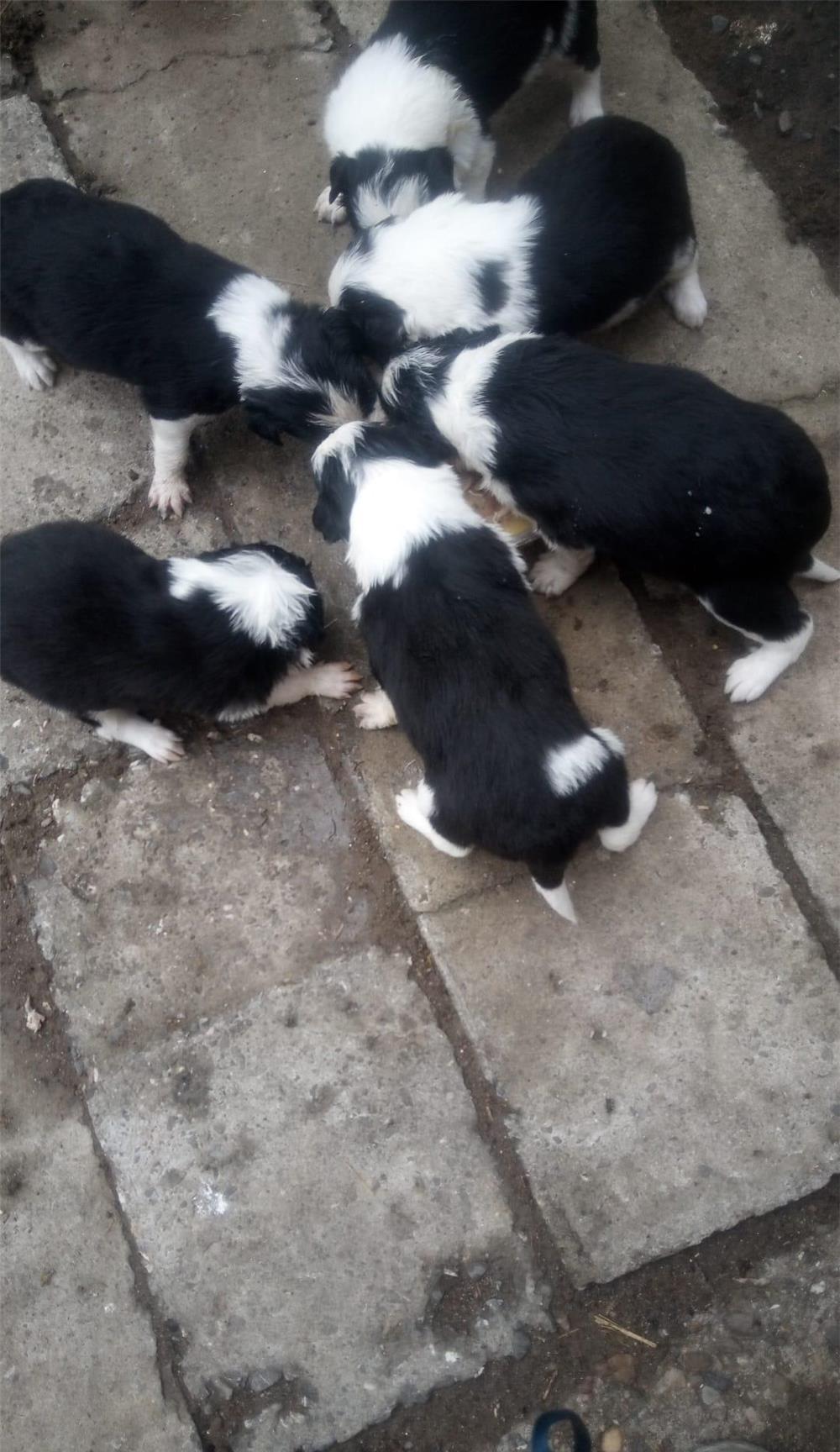 Căței BORDER COLLIE - rasă pură 100%