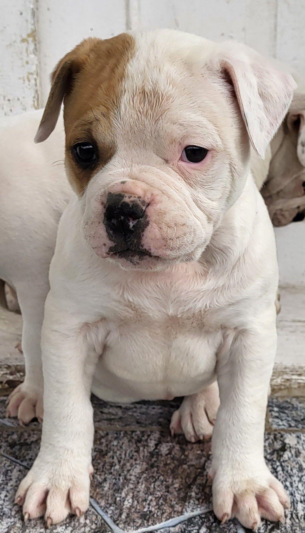 Catei bulldog american