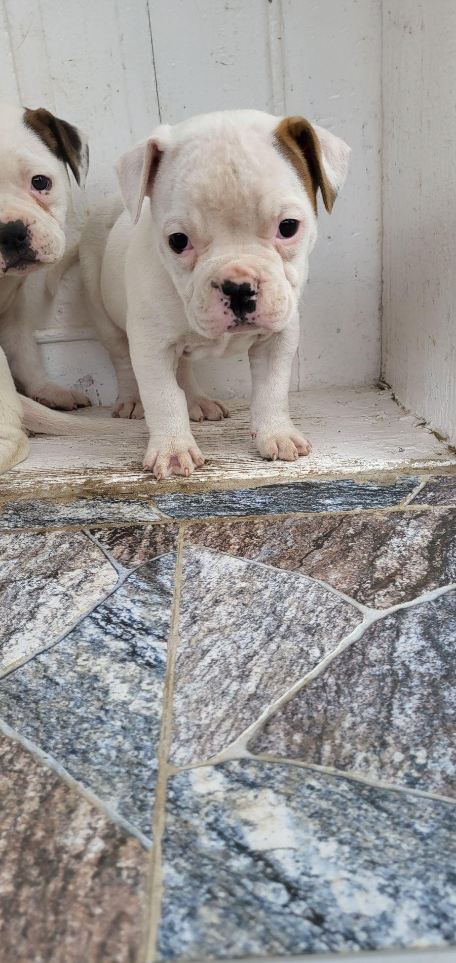 Catei bulldog american