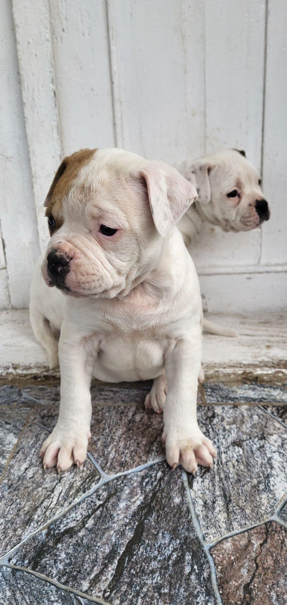 Catei bulldog american