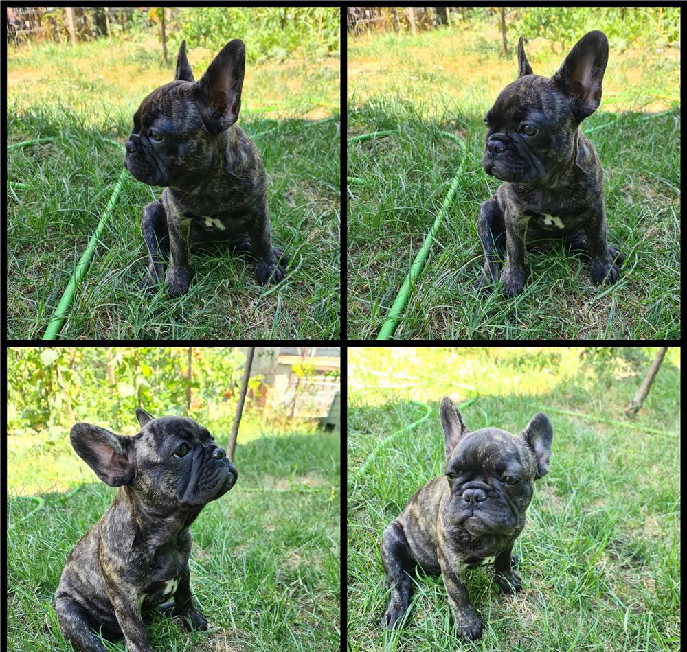 Catei Bulldog Francez