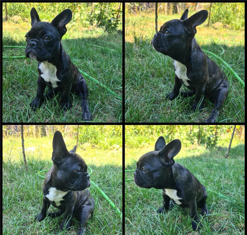 Catei Bulldog Francez