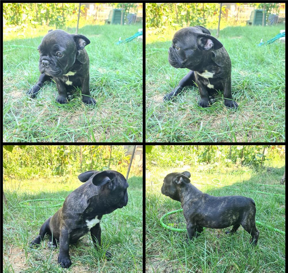 Catei Bulldog Francez
