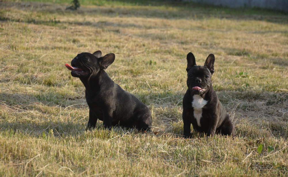Catei Bulldog Francez cu Pedigree tip A