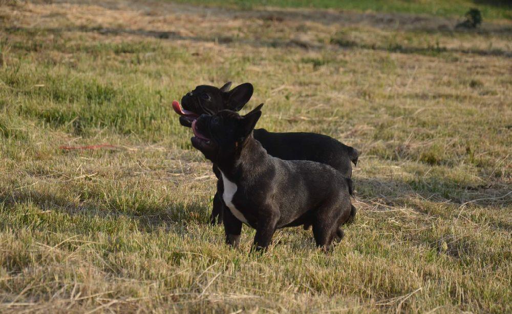 Catei Bulldog Francez cu Pedigree tip A