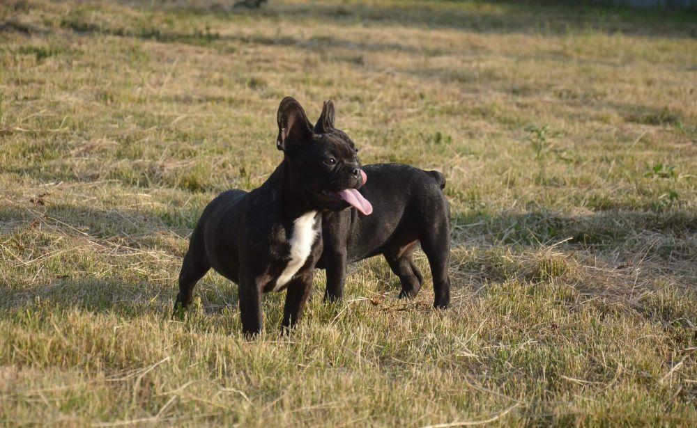 Catei Bulldog Francez cu Pedigree tip A
