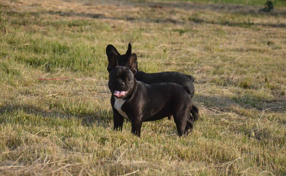 Catei Bulldog Francez cu Pedigree tip A