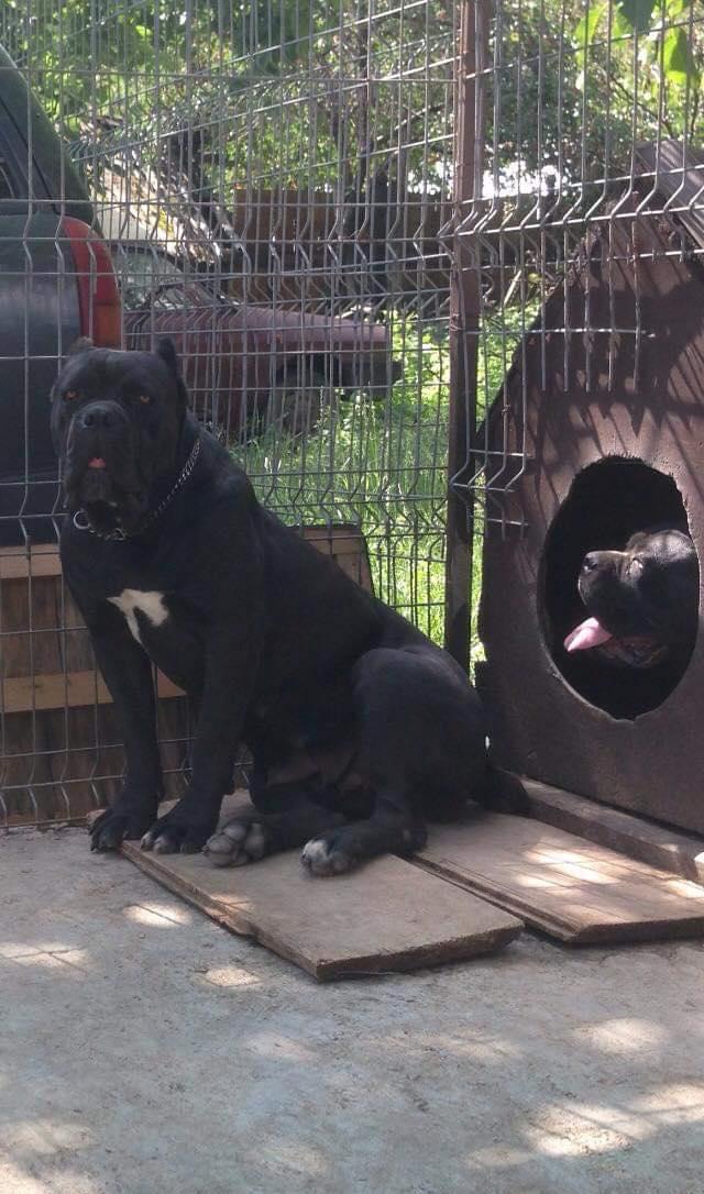 catei cane corso