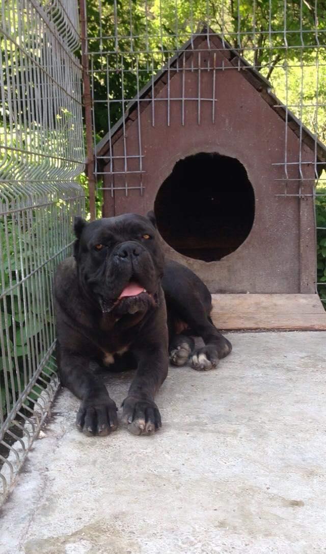 catei cane corso