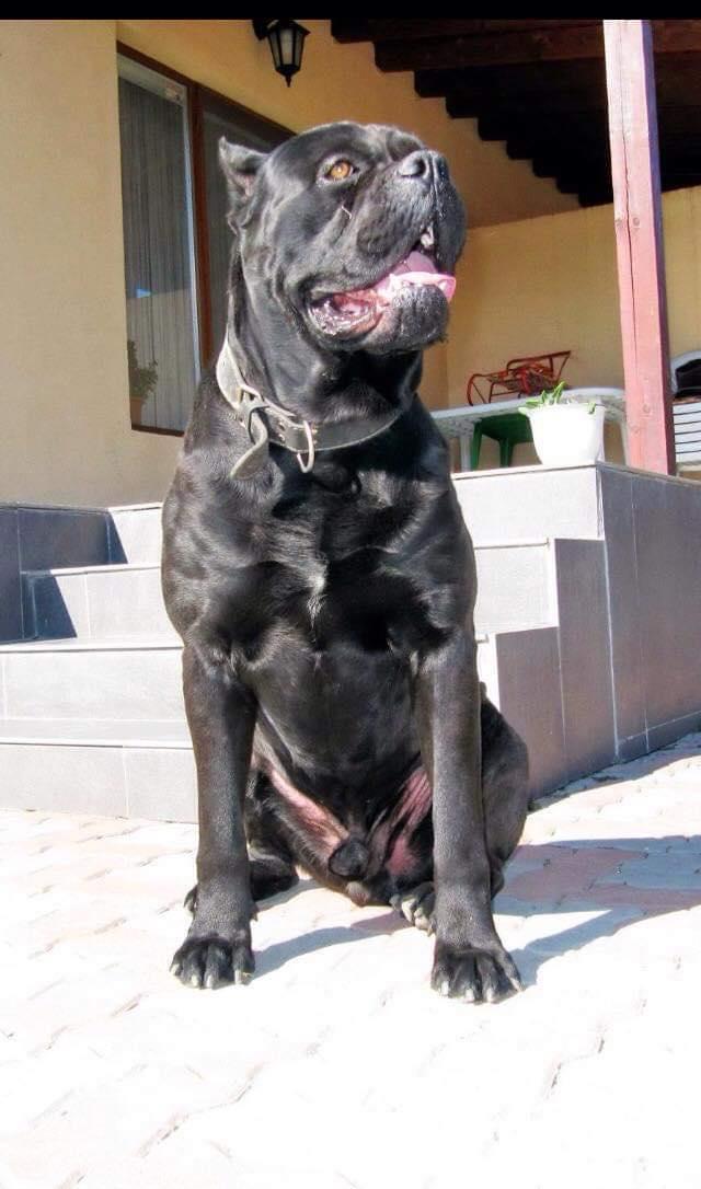 catei cane corso