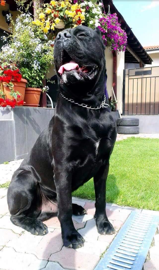 catei cane corso