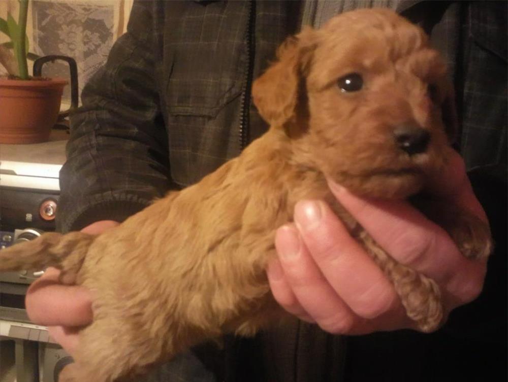 Catei Caniche pitic de vanzare- Poodle toy