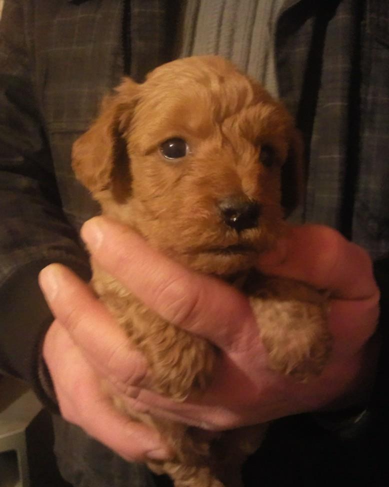 Catei Caniche pitic de vanzare- Poodle toy