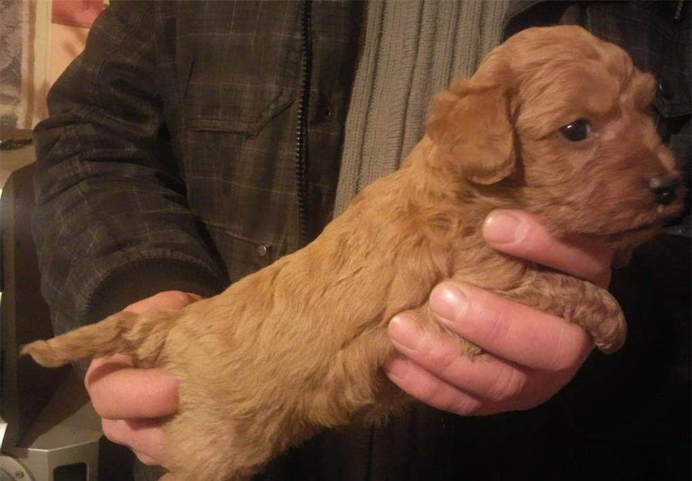Catei Caniche pitic de vanzare- Poodle toy