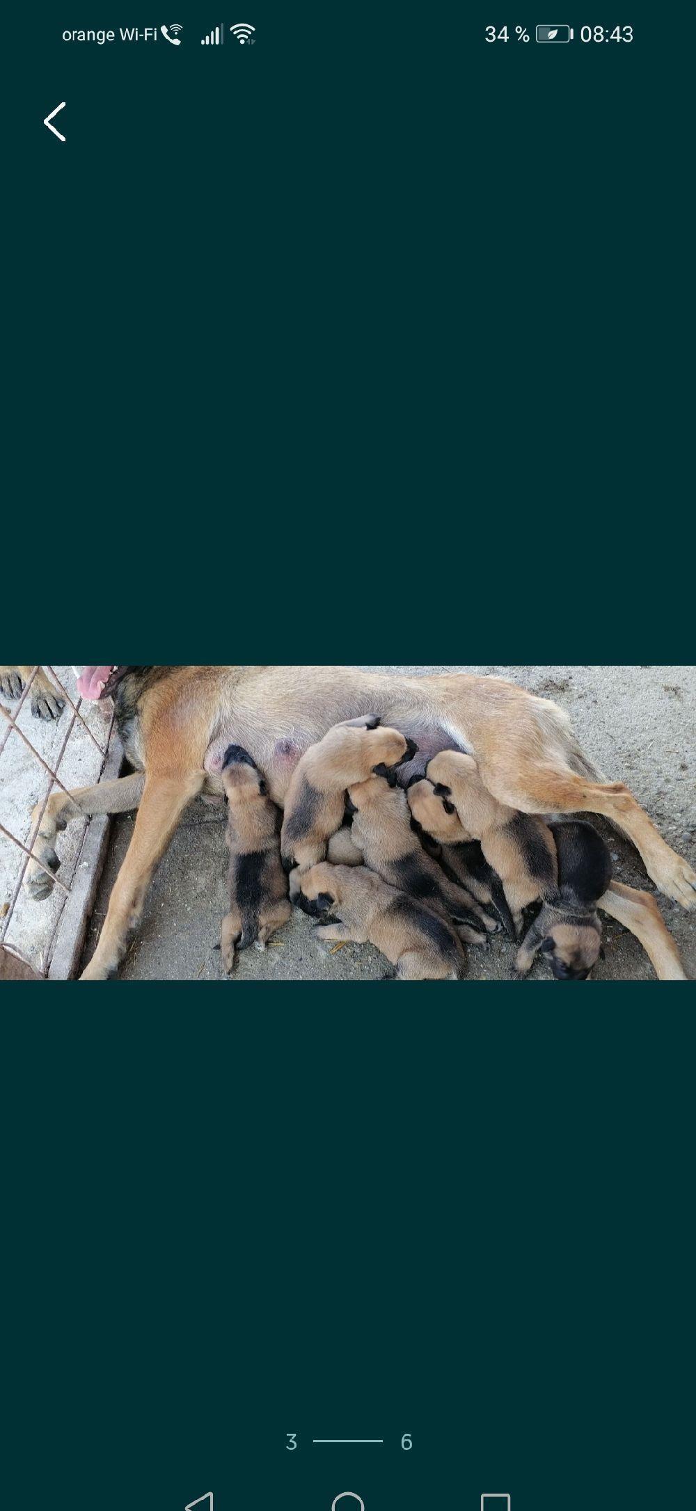 Căței ciobănesc belgian