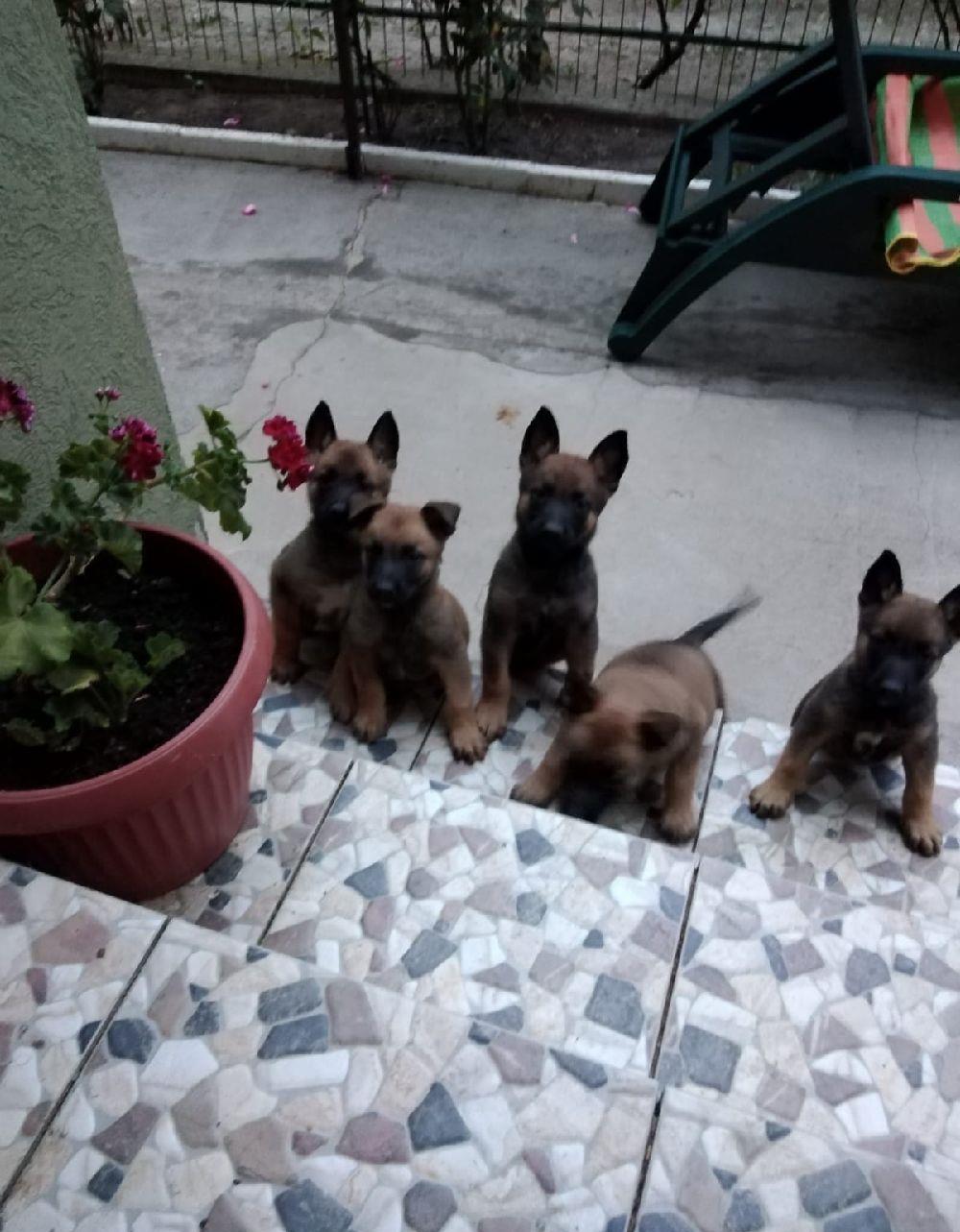 Căței ciobănesc belgian malinois