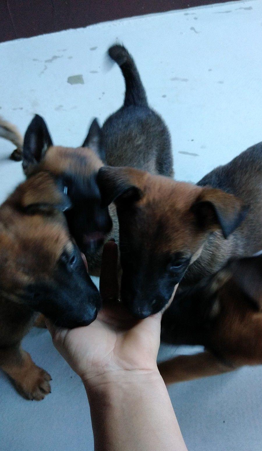 Căței ciobănesc belgian malinois