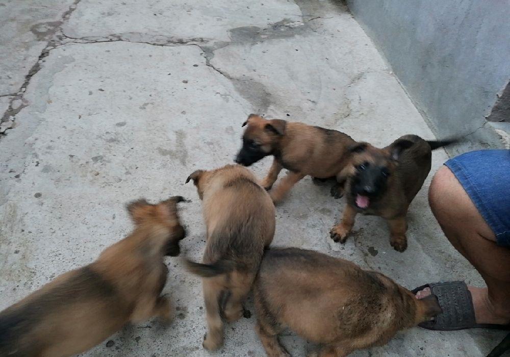 Căței ciobănesc belgian malinois