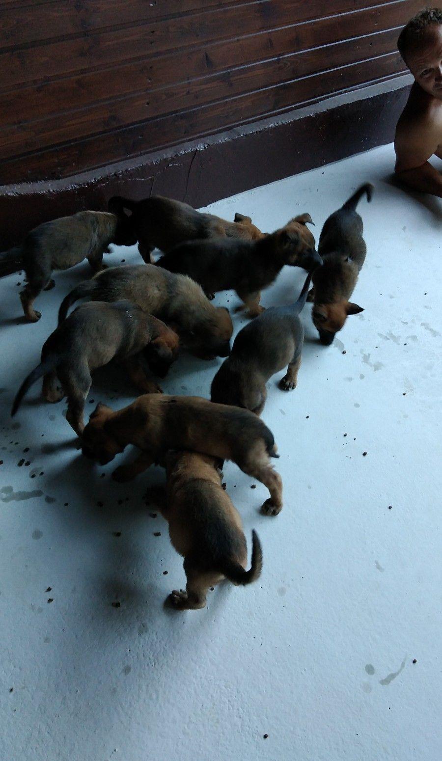 Căței ciobănesc belgian malinois