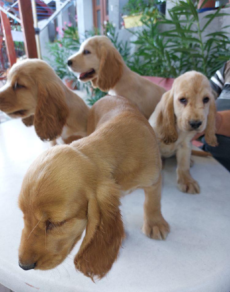 Catei Cocker Spaniel de vanzare