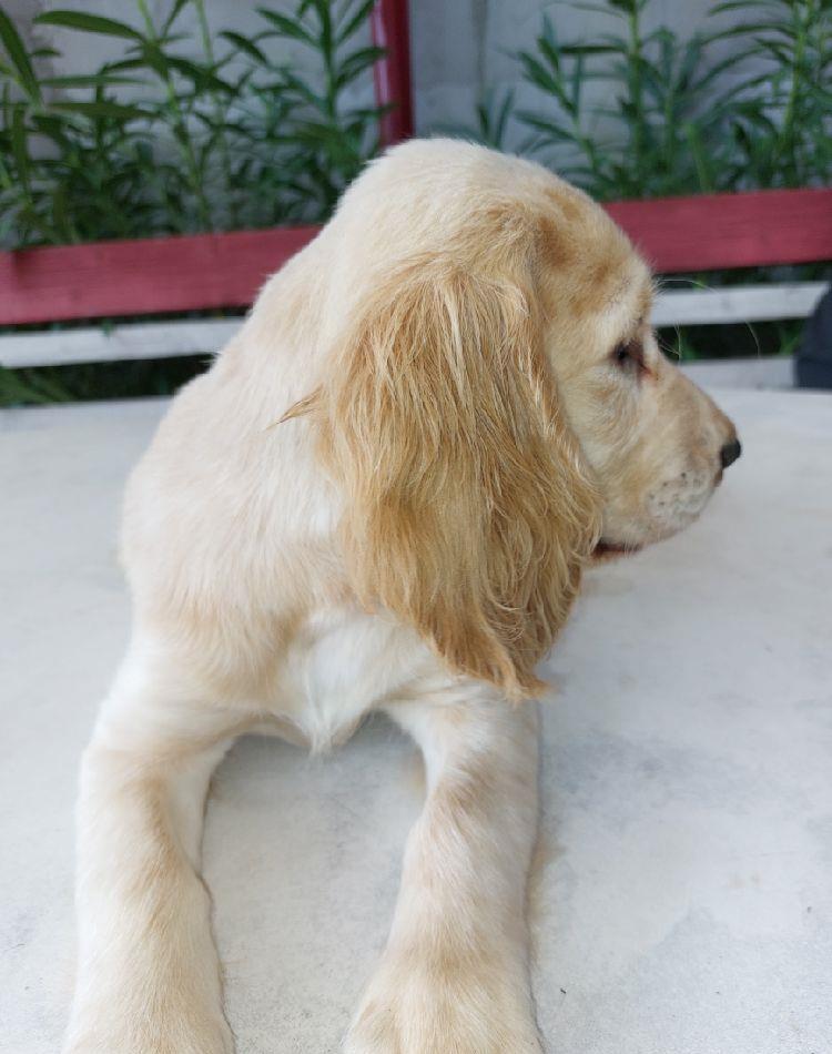 Catei Cocker Spaniel de vanzare