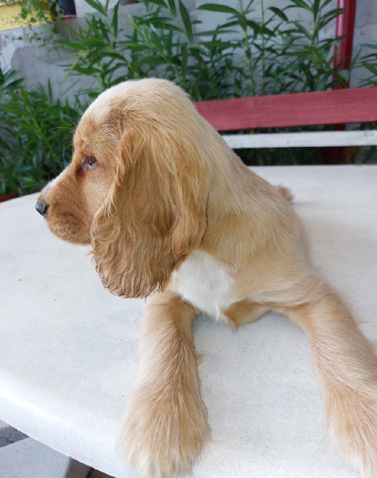 Catei Cocker Spaniel de vanzare