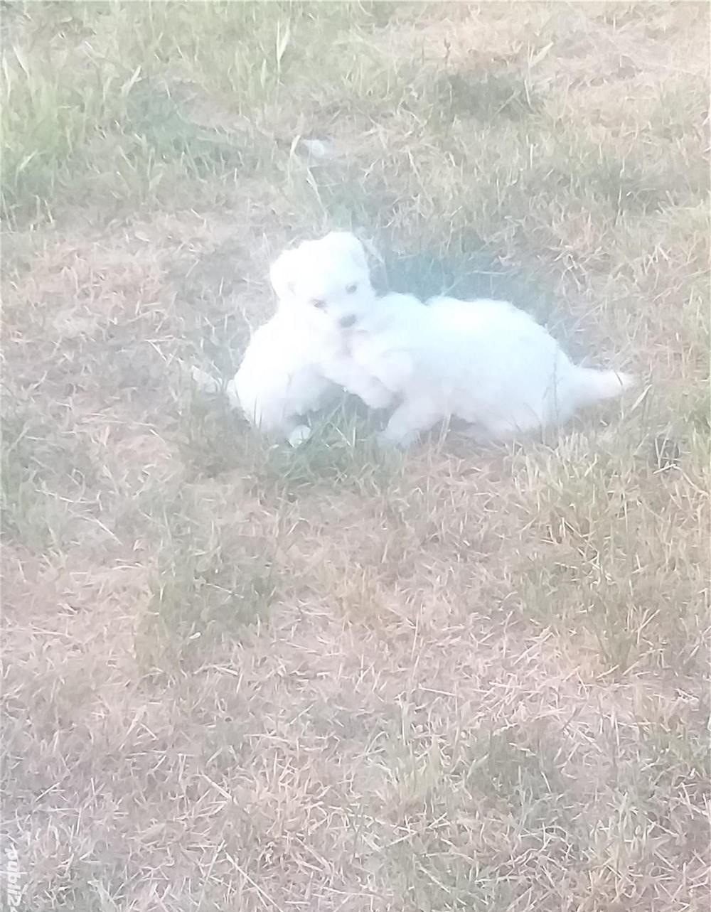 Căței de Bichon