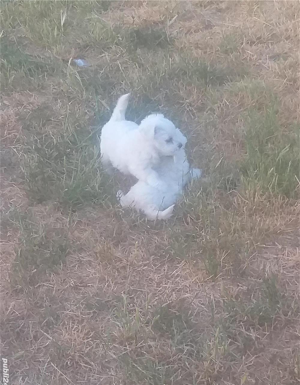 Căței de Bichon