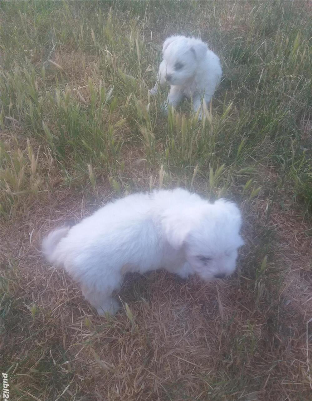 Căței de Bichon