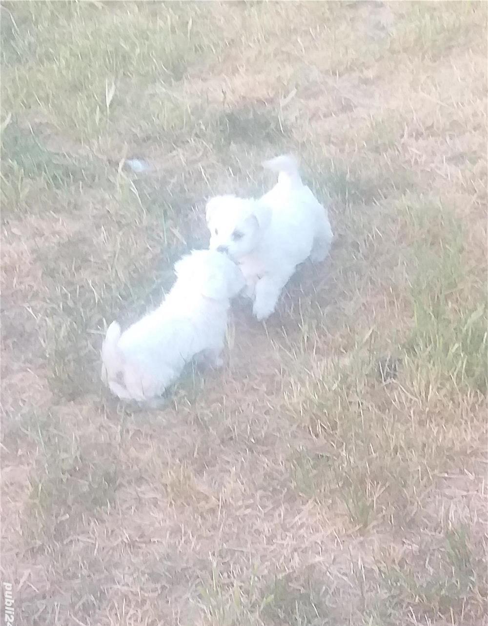 Căței de Bichon