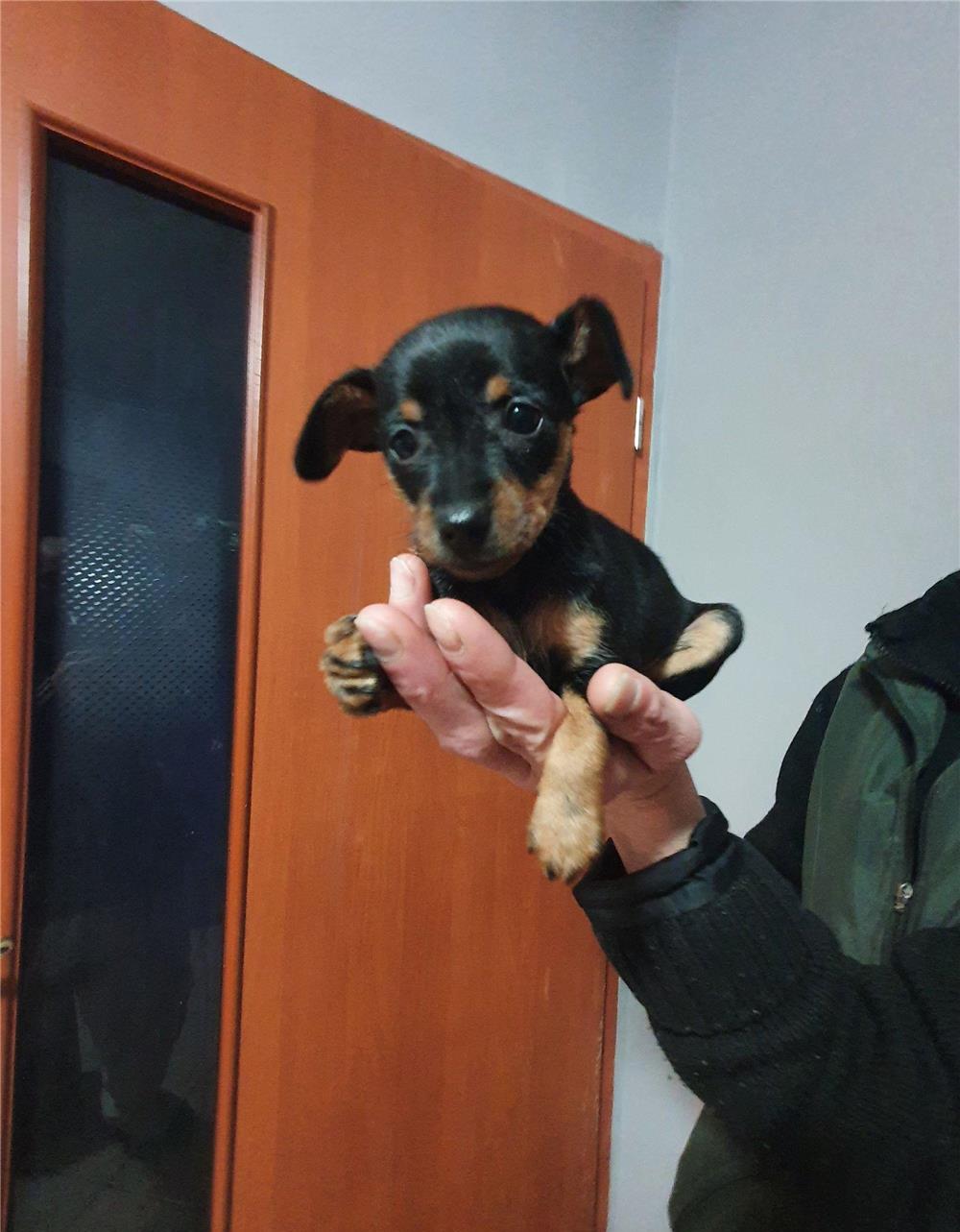 catei de rasa pura pincher pitic toy