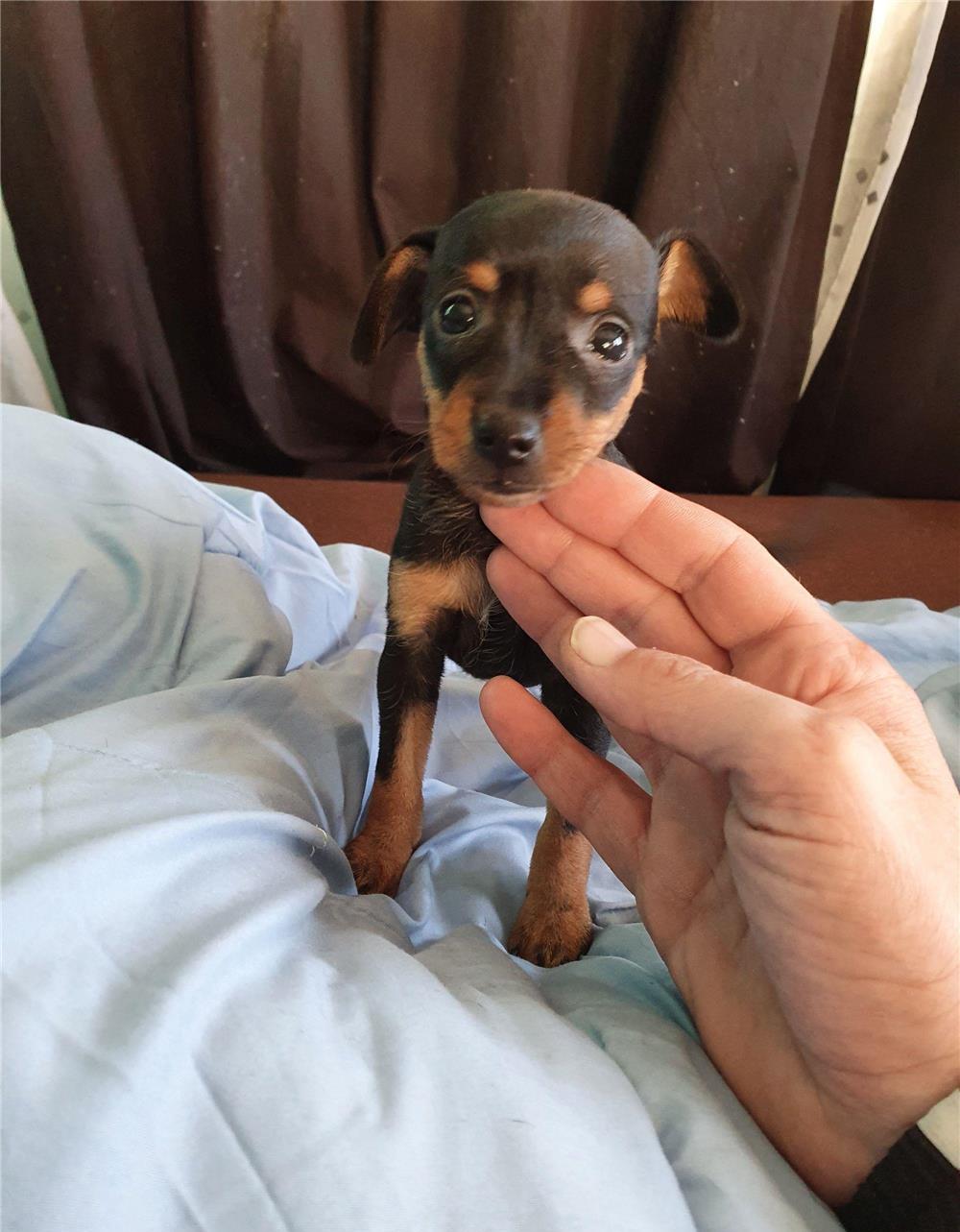 catei de rasa pura pincher pitic toy