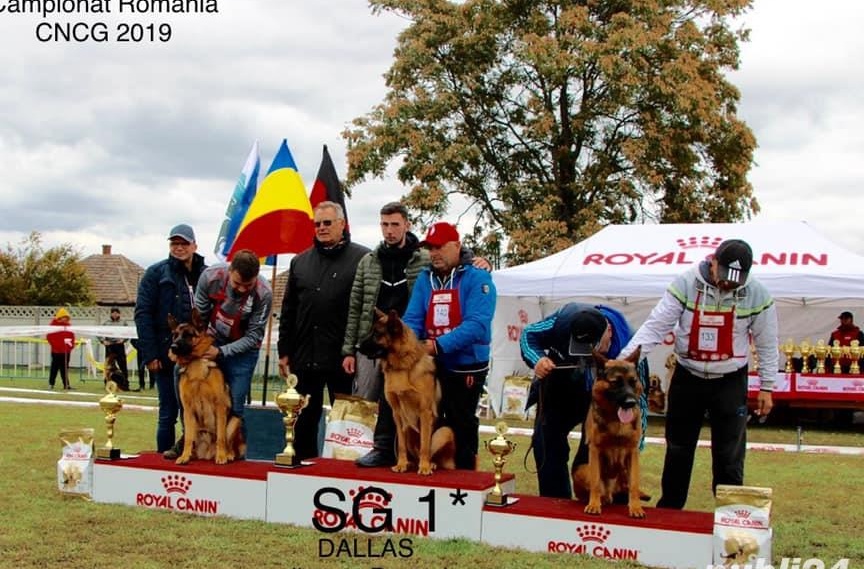 Căței din canisă de ciobănesc german cu pedigree