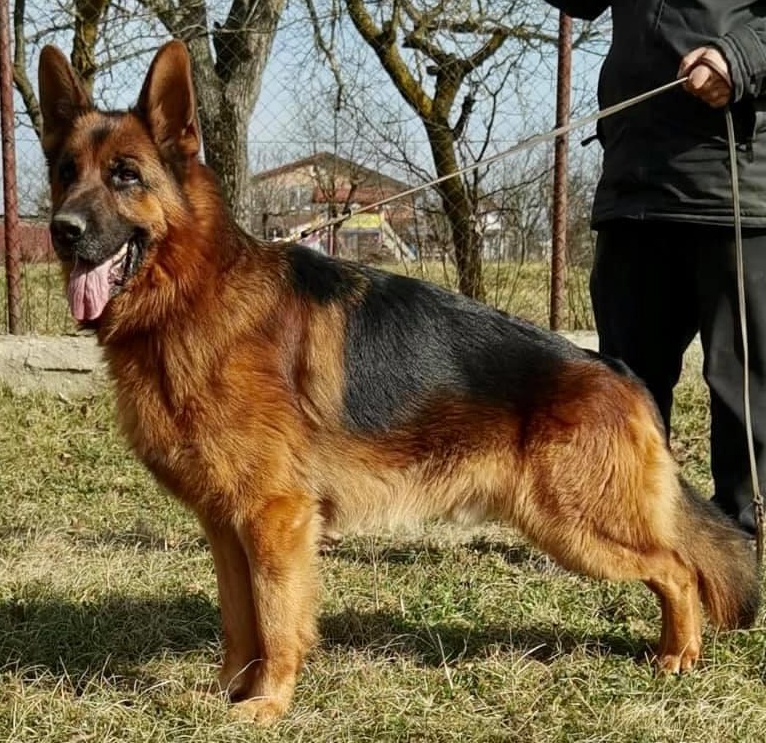 Căței din canisă de ciobănesc german cu pedigree