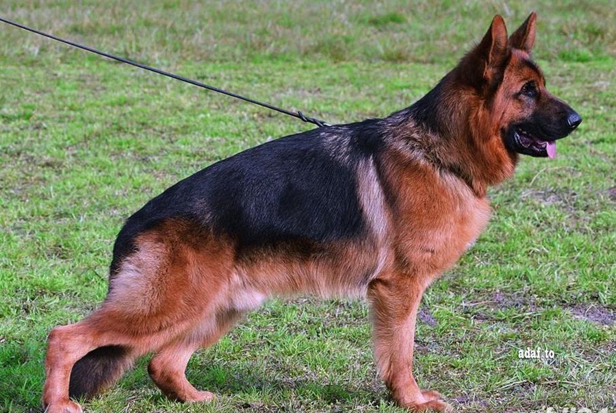 Căței din canisă de ciobănesc german cu pedigree