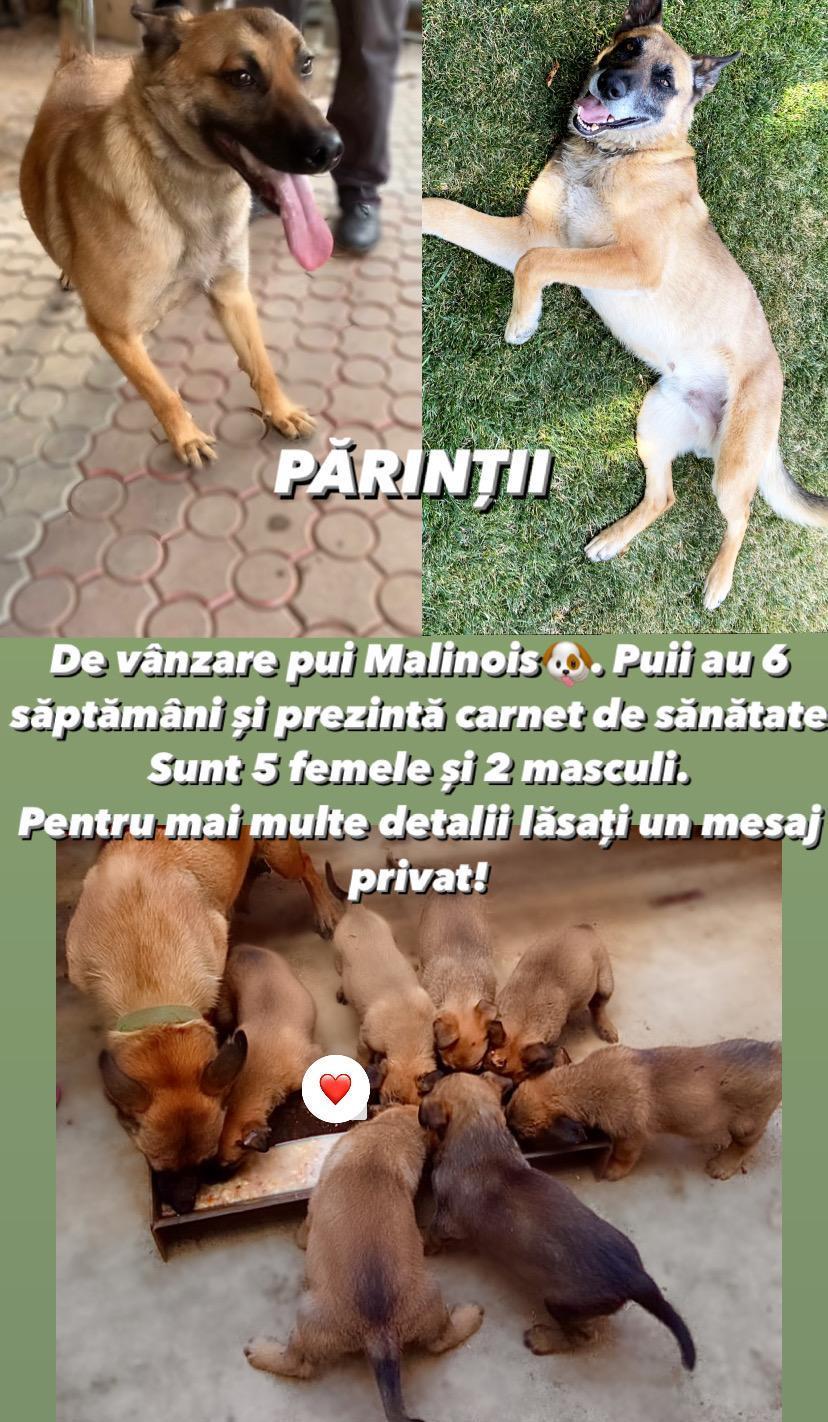 Căței din rasa Malinoise