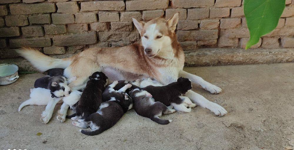 Căței Hasky