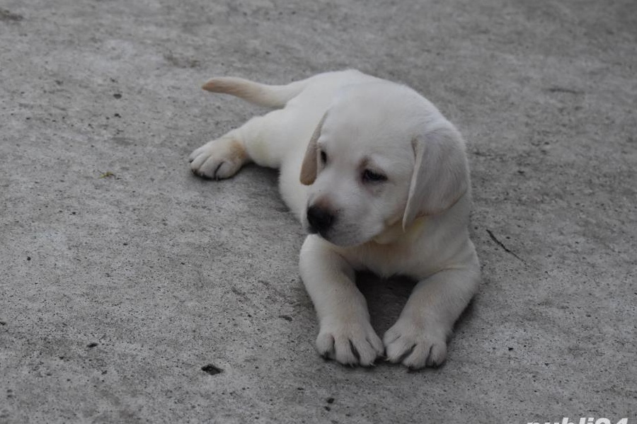 catei labrador