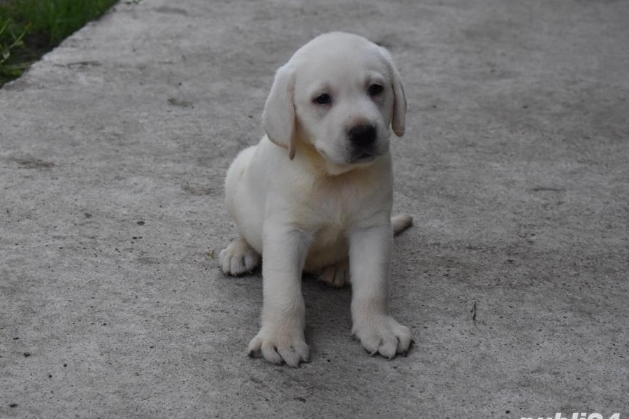 catei labrador
